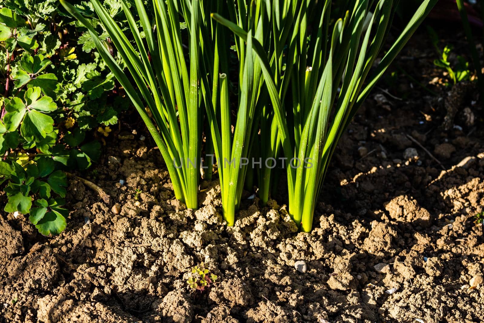 Spring flowers in the garden. Countryside life