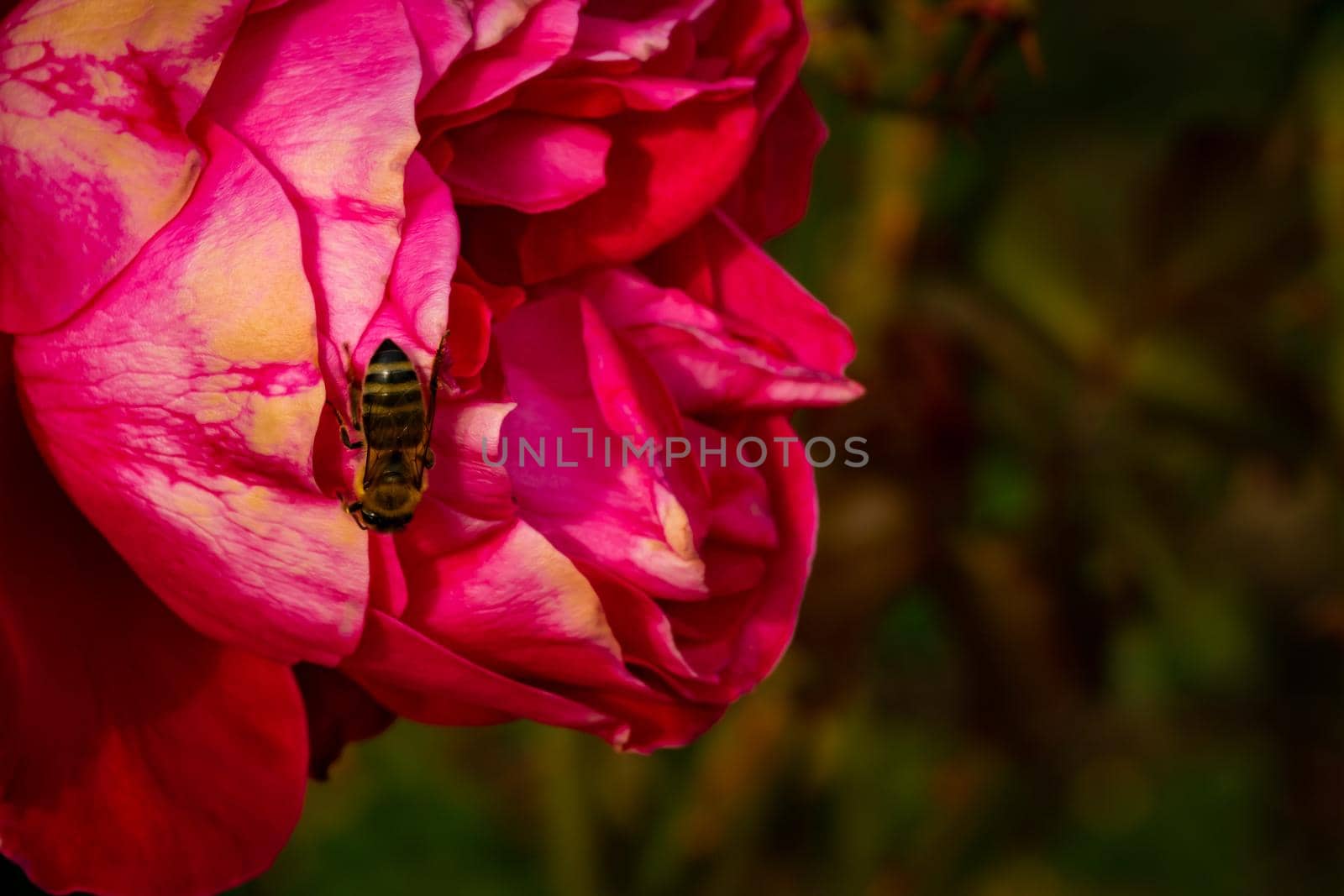 Bee on colorful rose petals isolated in garden with copy space. Rose isolated background wallpaper. by vladispas