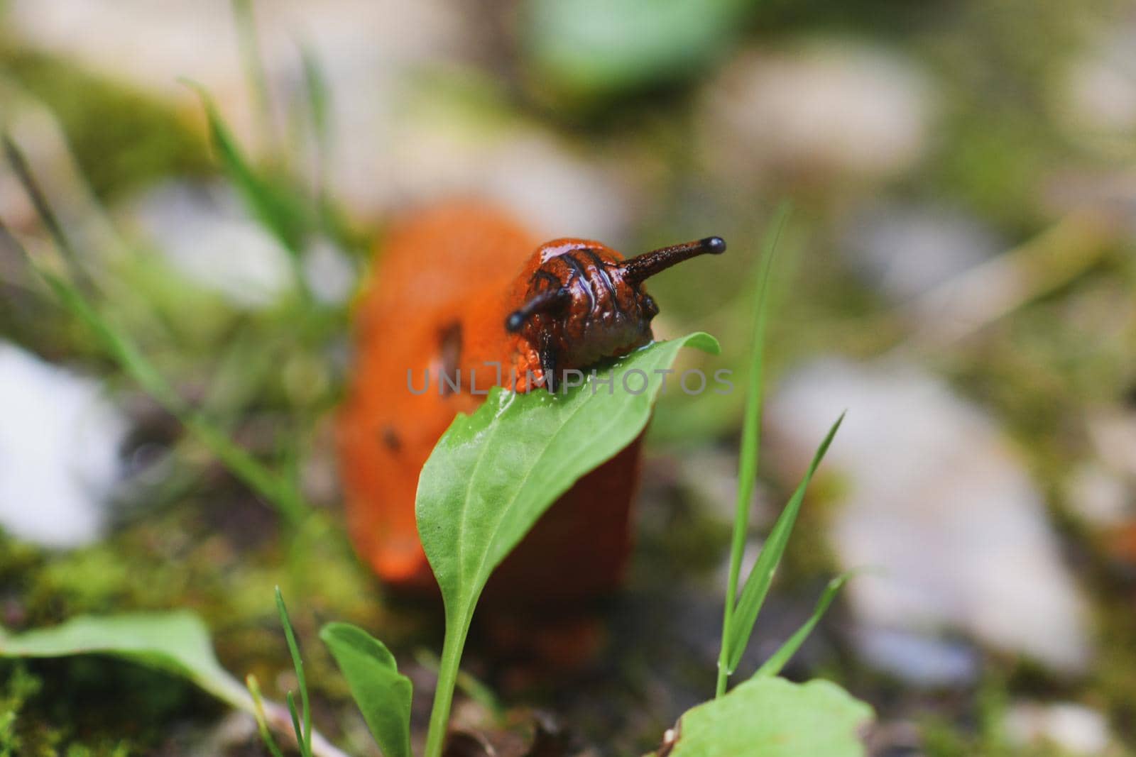 An Orange slug eating a leaf