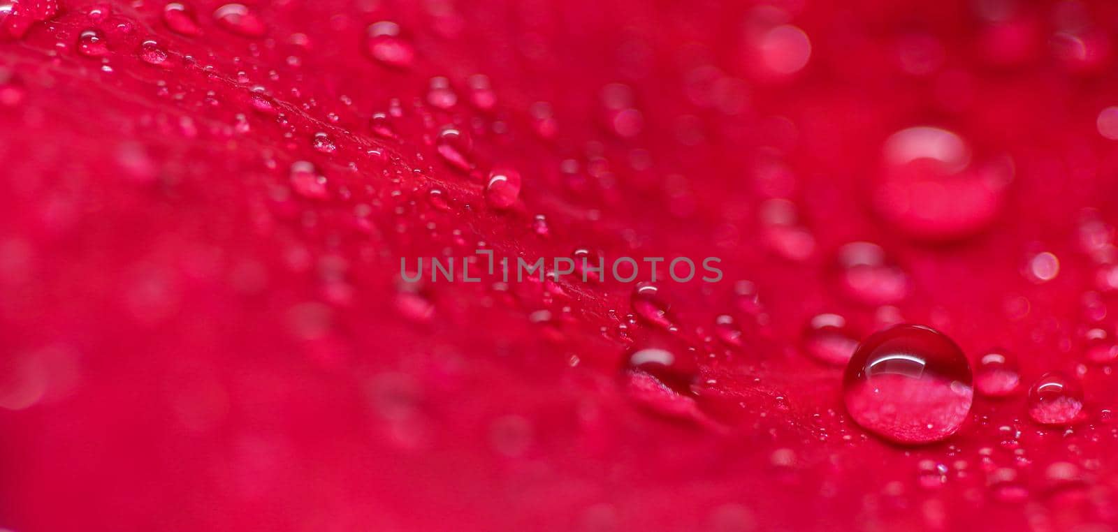 Background of red rose petals with dew drops. Bokeh with light reflection. Macro blurred natural backdrop. Soft focus