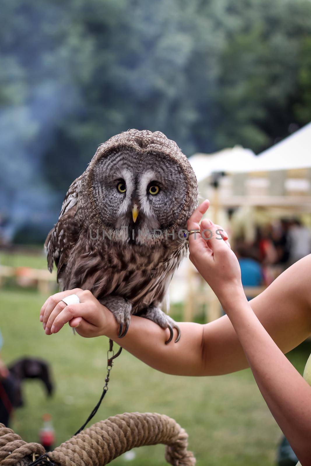 Women's hands hold an owl, an exotic animal. The nocturnal predator sits on the hand, caring, domestic, tamed.