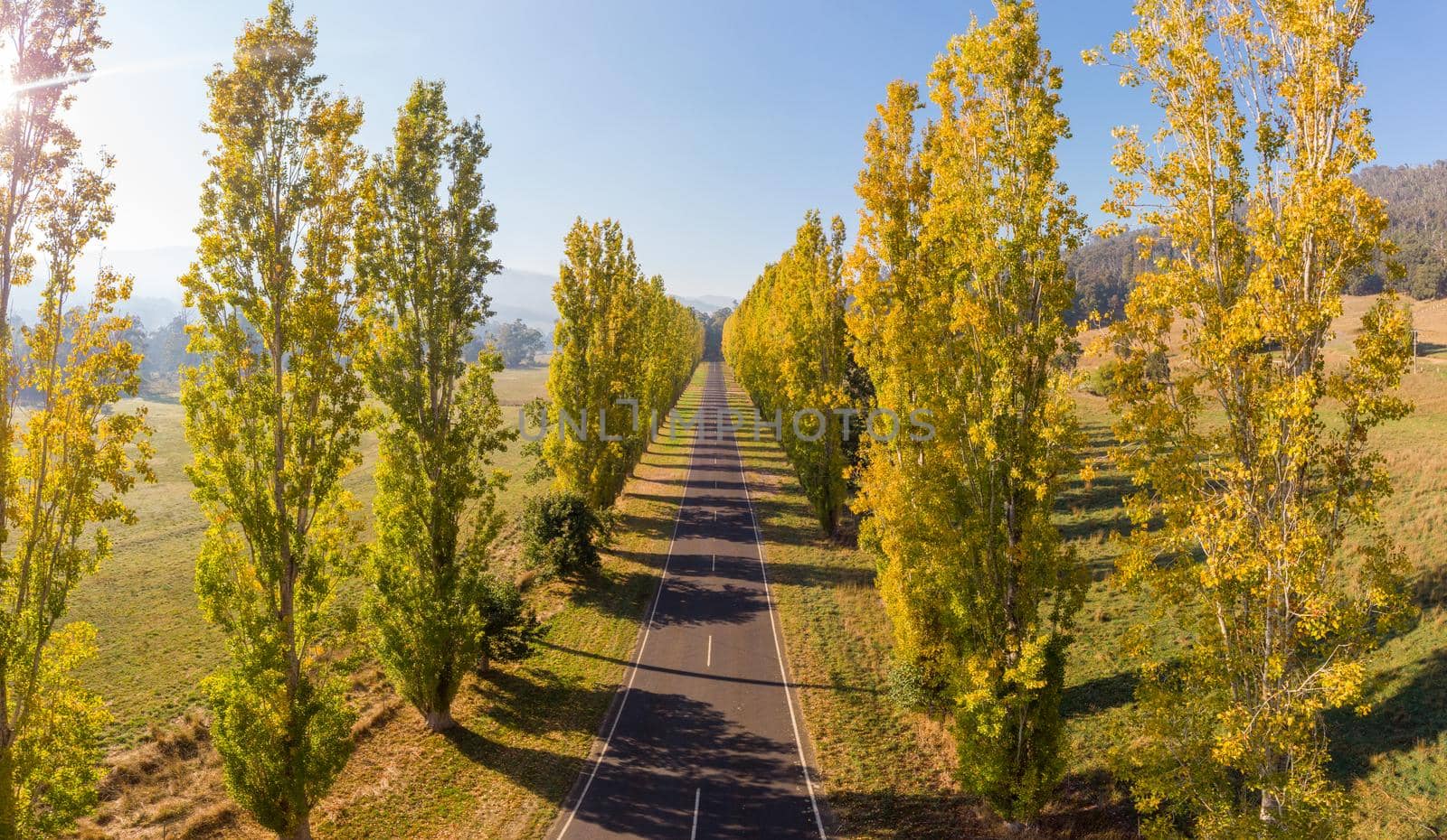 The iconic Gould Memorial Drive in autumn colours on the Buxton-Marysville Rd near the country town of Marysville in Victoria, Australia