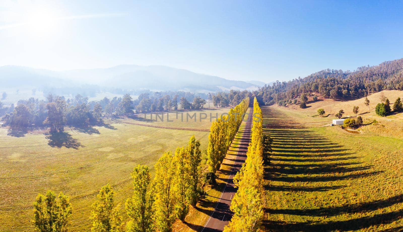 The iconic Gould Memorial Drive in autumn colours on the Buxton-Marysville Rd near the country town of Marysville in Victoria, Australia