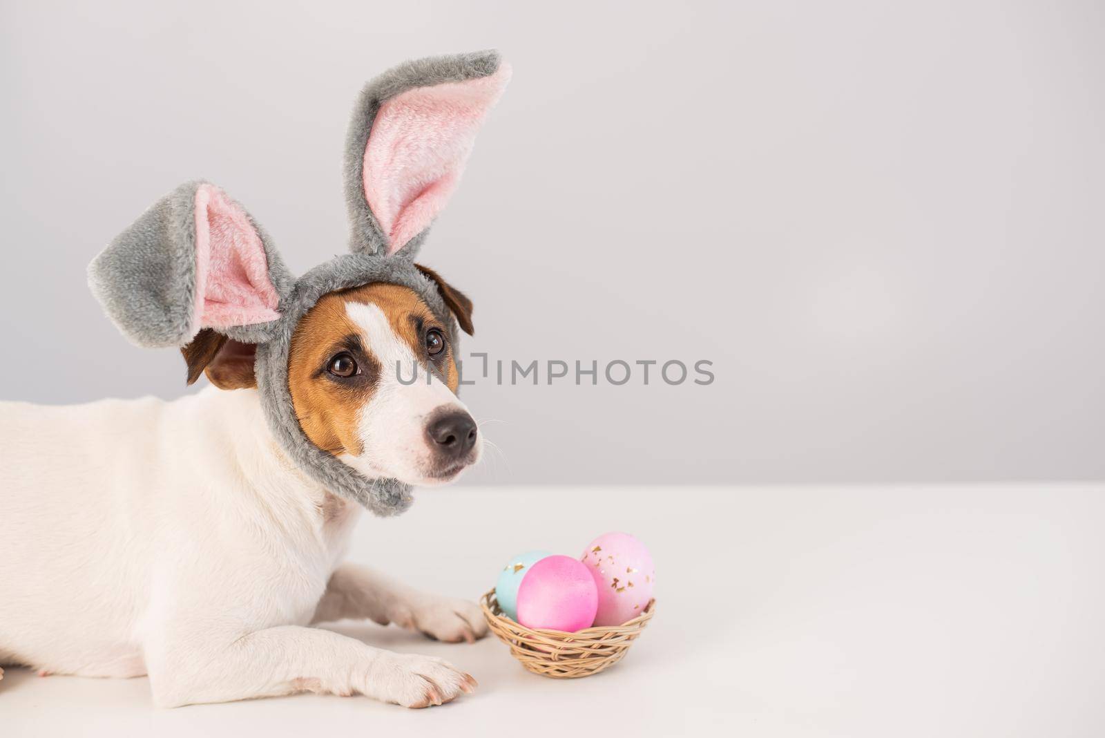 Funny dog Jack Russell Terrier in a bunny costume with a basket of painted eggs on a white background. Catholic Easter symbol.