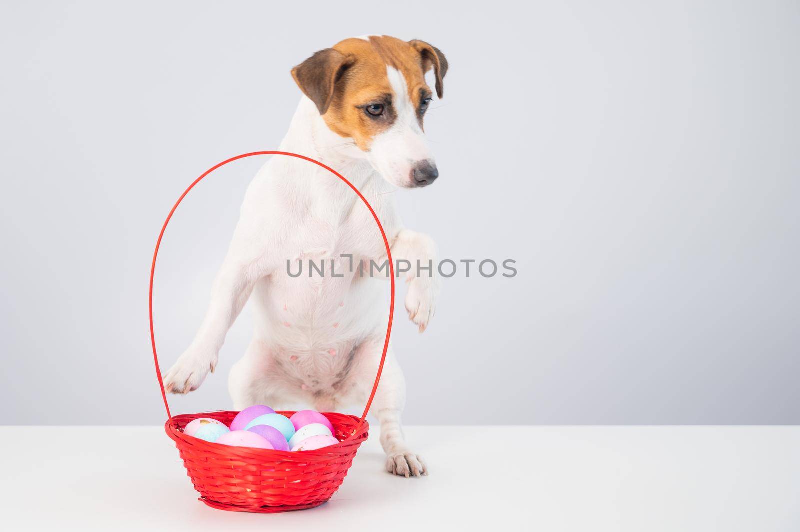 Portrait of doggy Jack Russell Terrier with a red basket with colorful eggs for Easter on a white background.