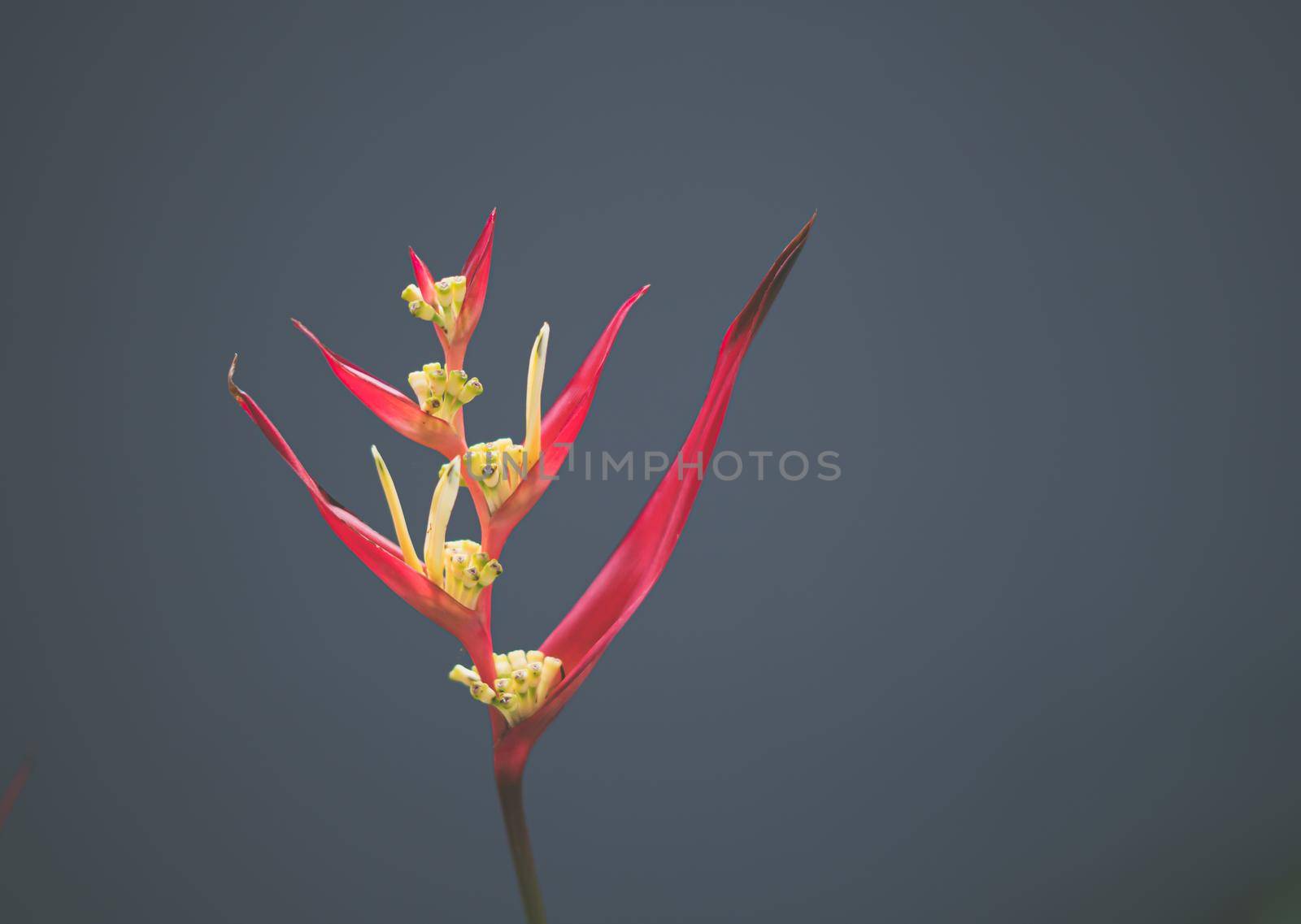 Real beauty nature. Strelitzia, bird of paradise, crane lily plant. Red pink blossom tropical exotic unic flower narrow petal yellow bloom. Light gray background. Copy space. Botanic floral design.