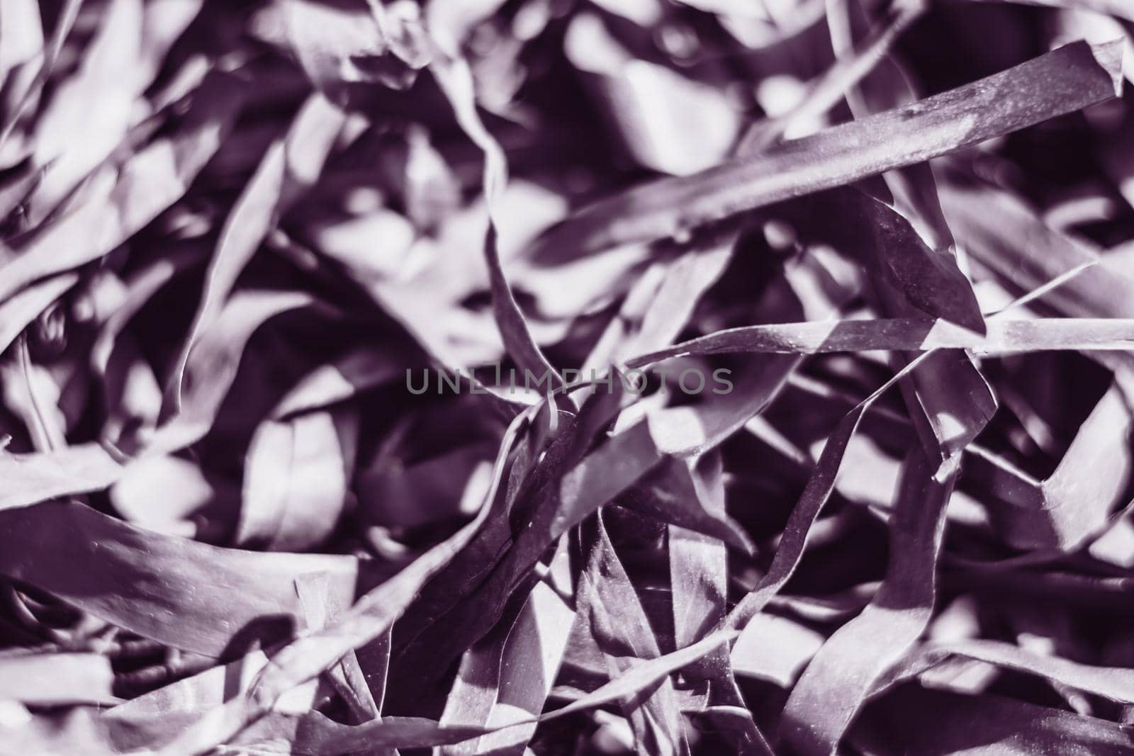 Abstract real photo beauty blur background. Bunch heap pile long narrow leave nature dry material rubbish stack. Copy space texture. Maze life confusion concept. Dark light tone Black lilac purple.