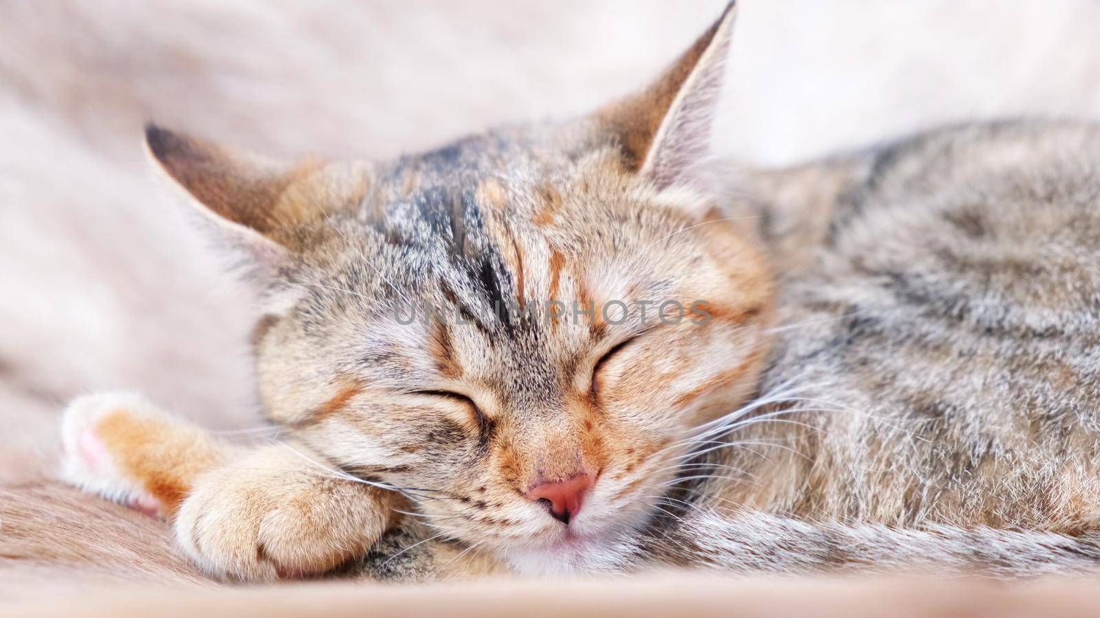 Close up an adult tabby cat sleeps on an armchair and licks its lips in a dream and wakes up inside the house. Natural day light. Feeding cats. by chelmicky