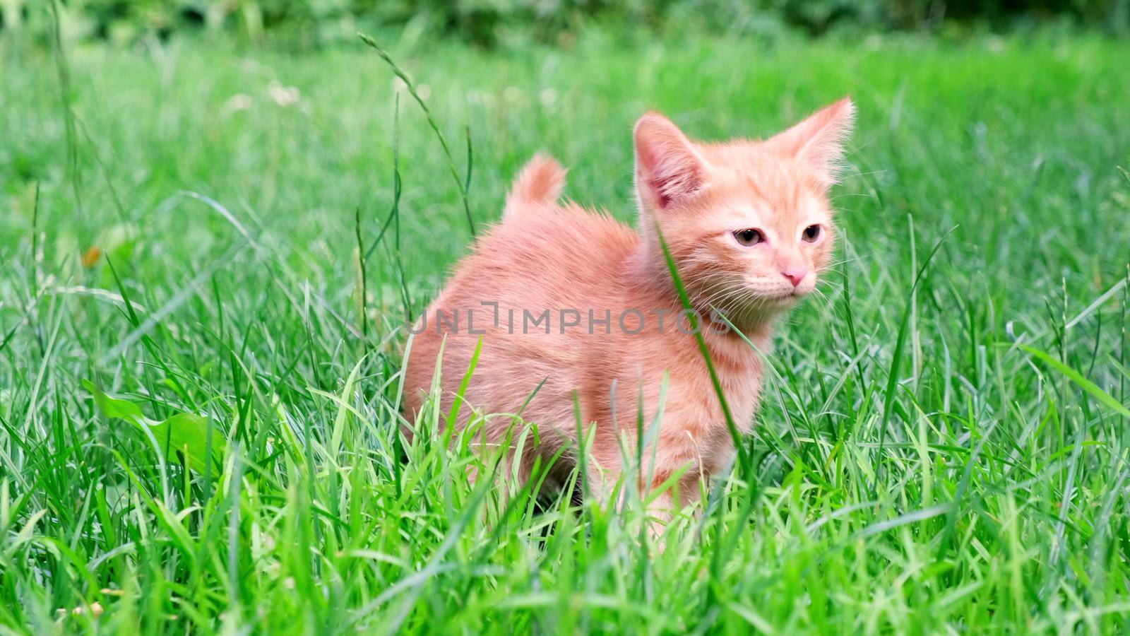 Funny playful red ginger curious tabby kitten walks on grass outdoors in the garden and looks around. Pet care, healthy eating concept by chelmicky