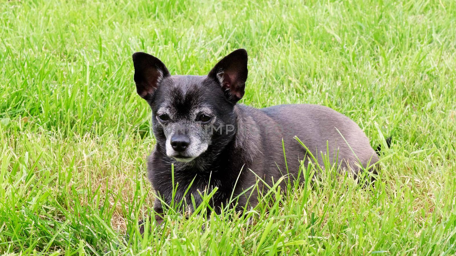 A black chihuahua dog lies in the grass. Summer, pets.
