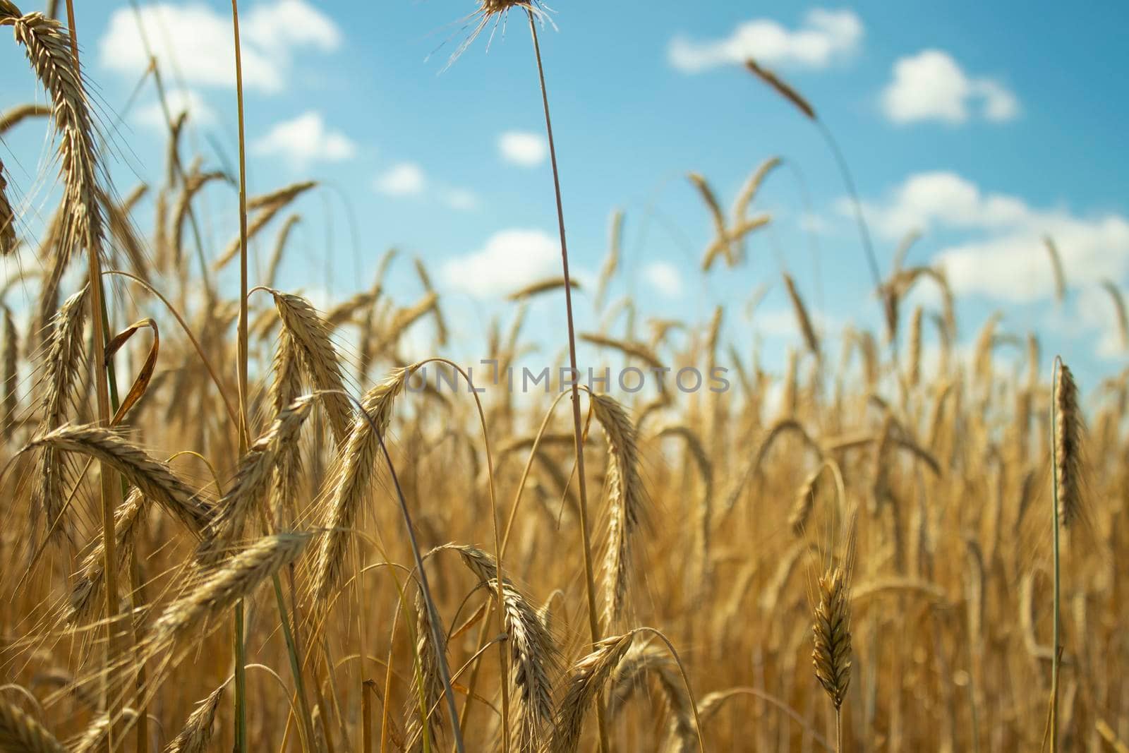 rye and sky. wheat and clouds. blue and yellow as the flag of ukraine. nature landscape. calm, atmosphere. freedom ukraine. peace without war by oliavesna