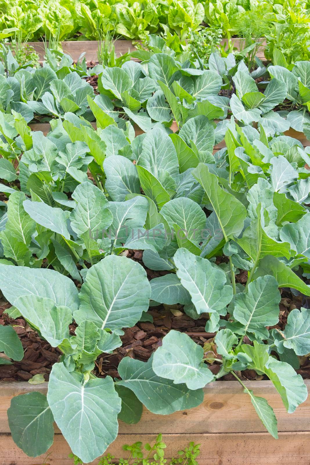 Flower beds with lettuce, broccoli, spinach, herbs, High quality photo