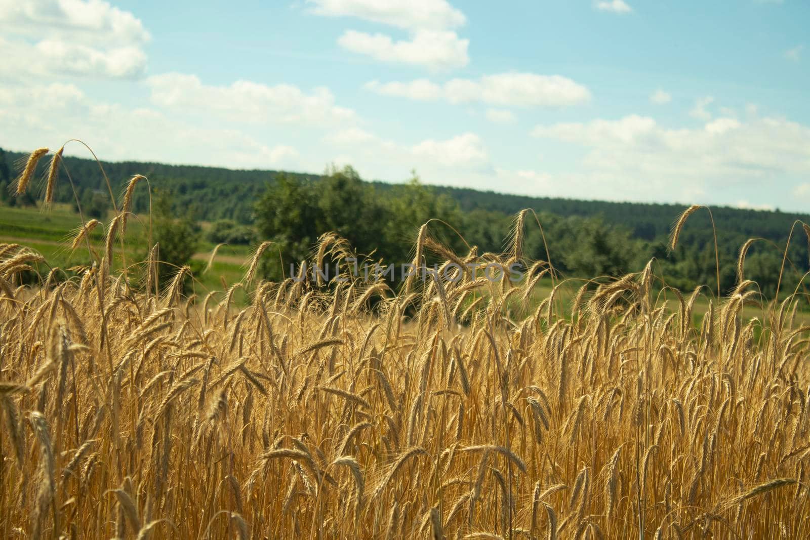 wheat field and clouds. rye and sky. magnificent landscape. background nature. blue and yellow. peace by oliavesna