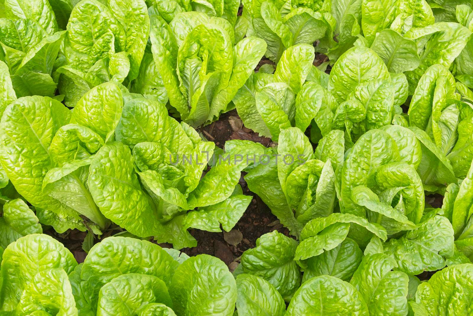 A lettuce bed with a self prepared bucket designed to be a worm compost. High quality photo