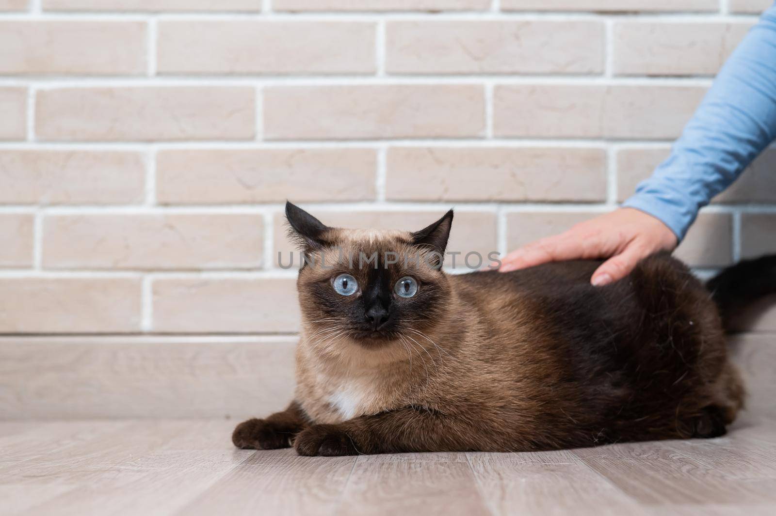 Faceless woman petting a fat Thai cat