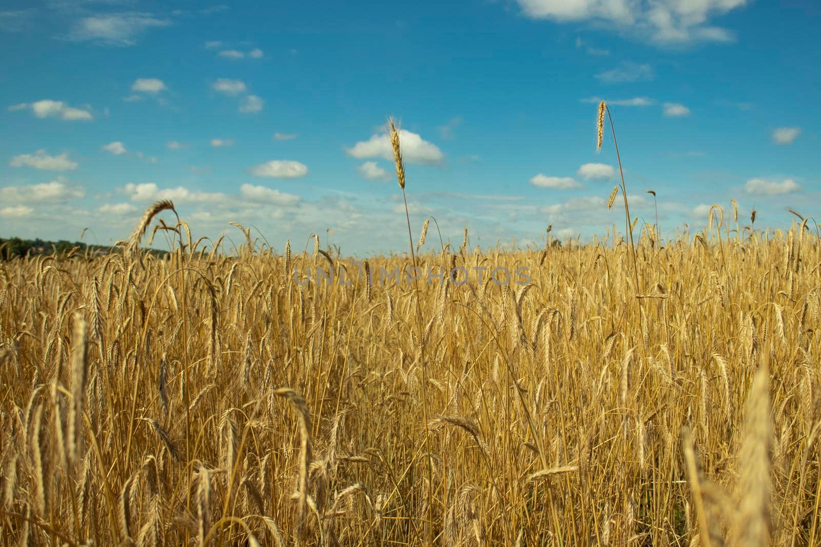 rye and sky. wheat and clouds. blue and yellow as the flag of ukraine. nature landscape. calm, atmosphere. freedom ukraine. peace without war.