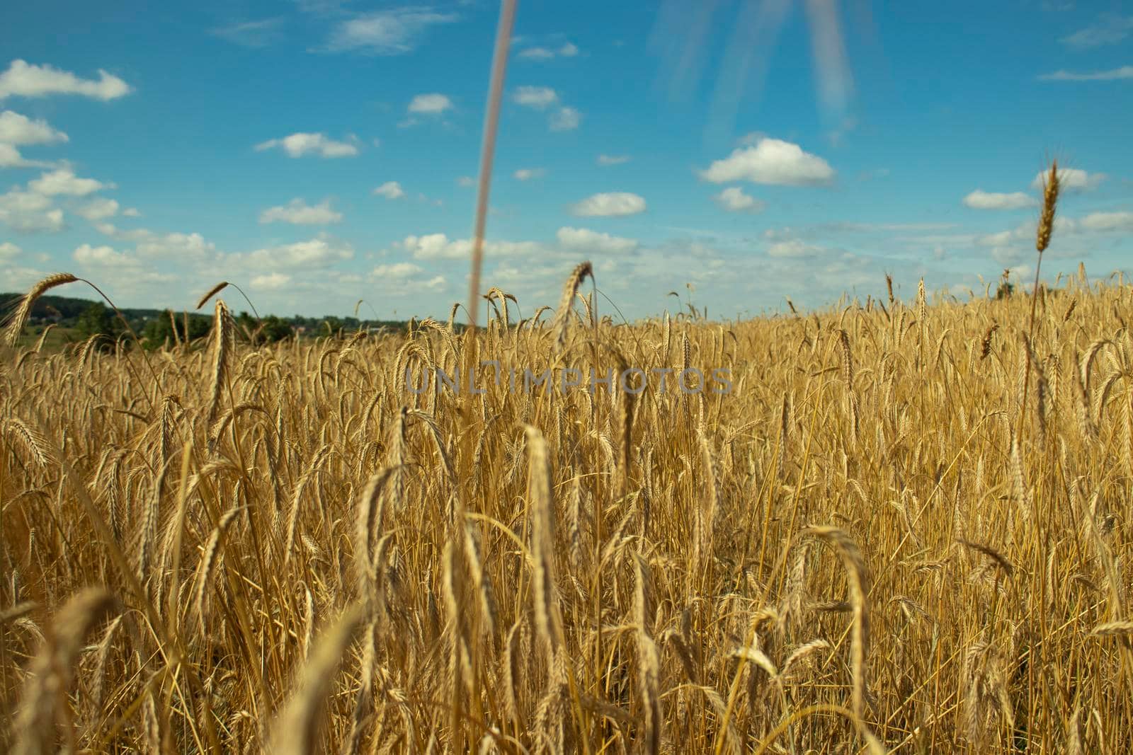 wheat field and clouds. rye and sky. magnificent landscape. background nature. blue and yellow. peace by oliavesna