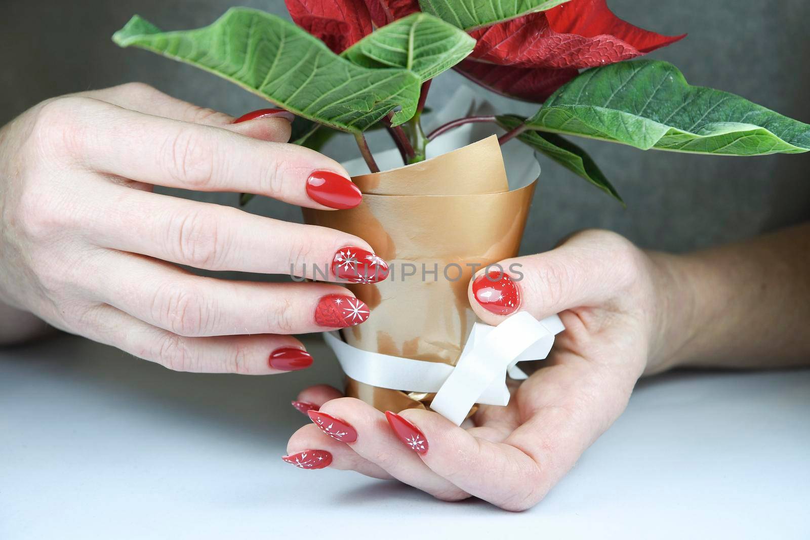 female hands with beautiful red holiday manicure design holding mini poinsettia flower, christmas decor for beauty, High quality photo