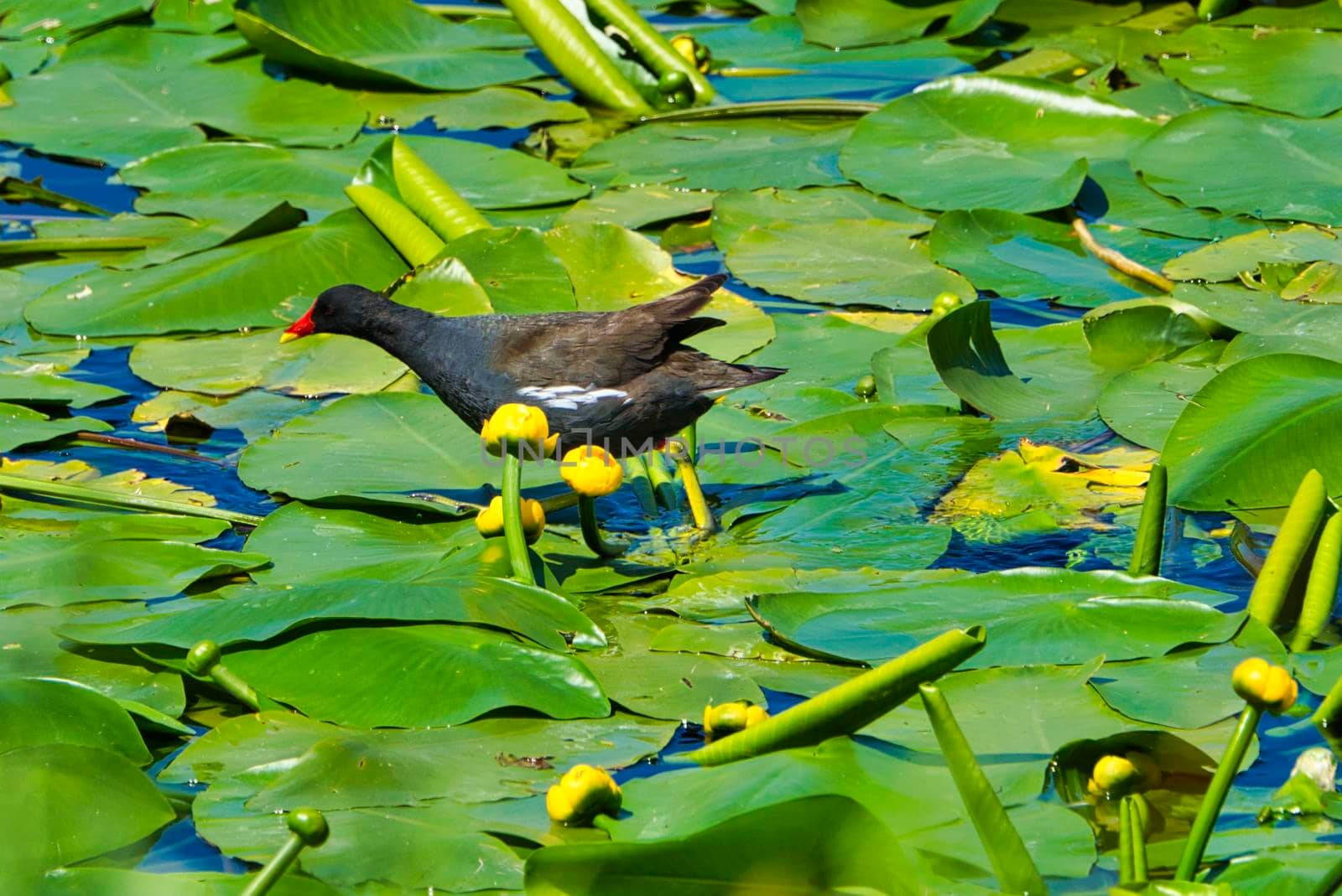 Eurasian Common Moorhen on a green water plant in Heligoland by Bullysoft