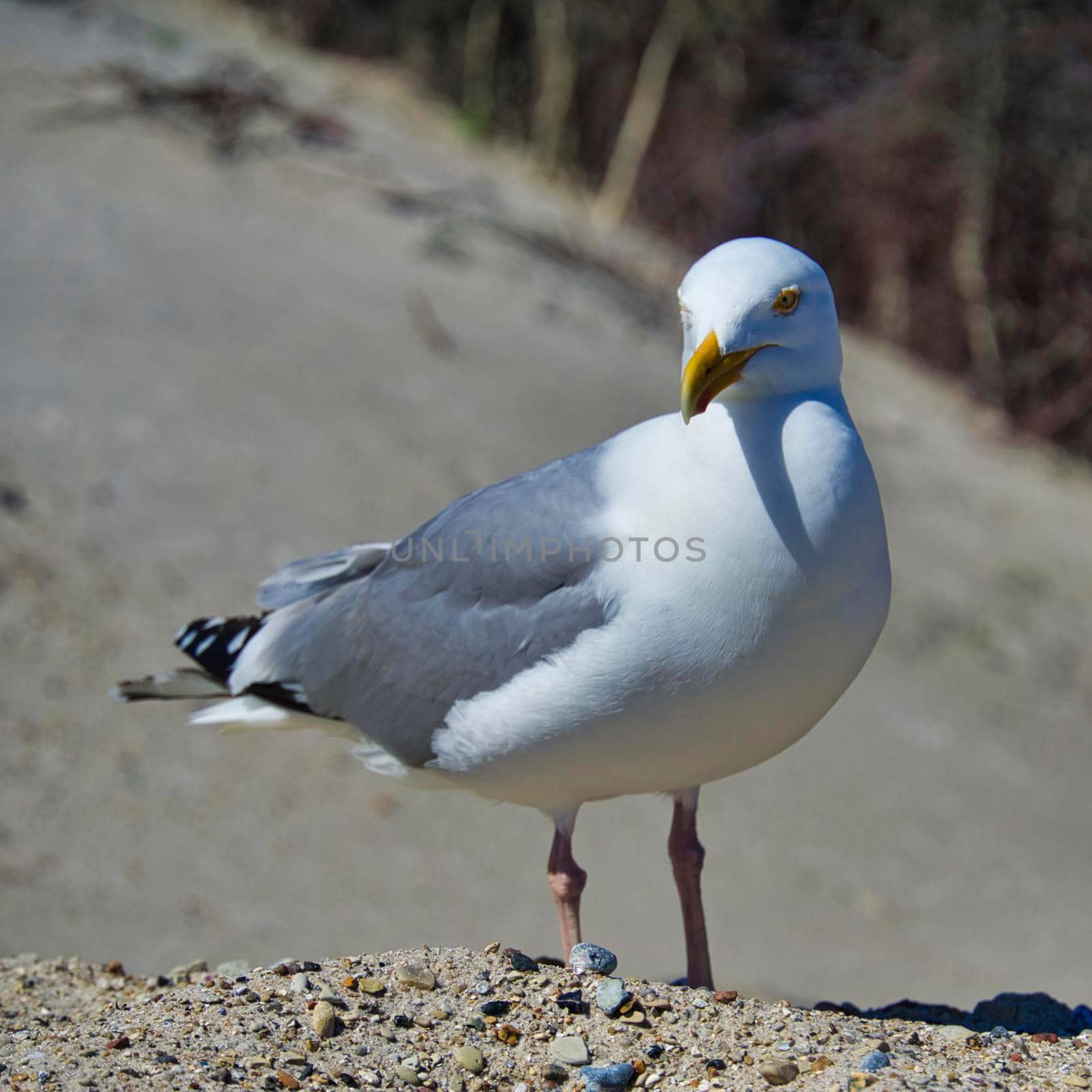 singe european herring gull on heligoland beach by Bullysoft