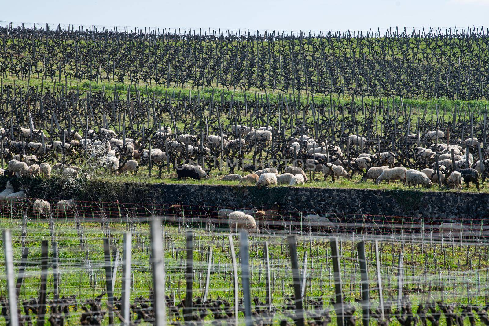 Domestic sheeps grazing in the Bordeaux vineyards, Sauternes, France by FreeProd