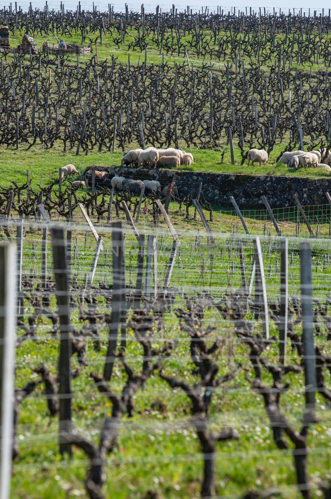 Domestic sheeps grazing in the Bordeaux vineyards, Sauternes, France by FreeProd