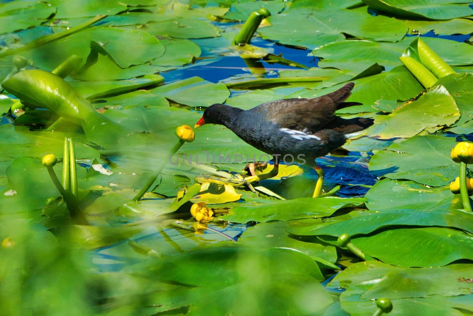 Eurasian Common Moorhen on a green water plant in Heligoland by Bullysoft