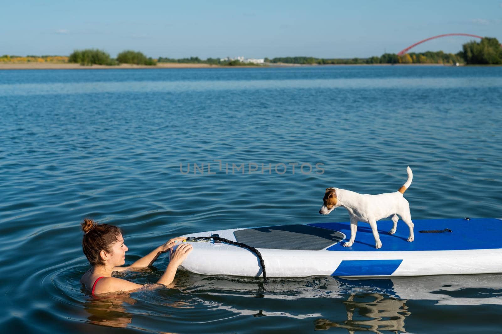 Dog jack russell terrier swims on the board with the owner. A woman and her pet spend time together at the lake by mrwed54