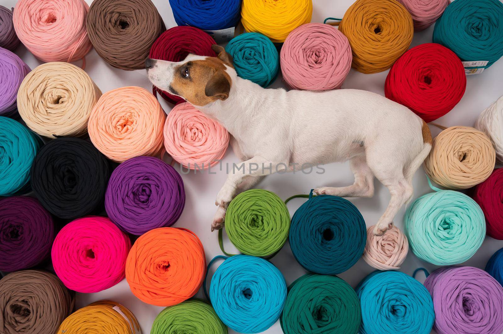 Close-up of Jack Russell Terrier dog among multi-colored cotton skeins