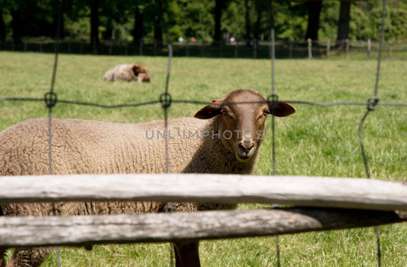 brown sheep graze on an open green meadow in a farming area, rural life, by KaterinaDalemans