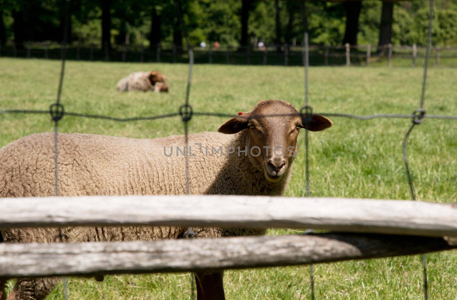 brown sheep graze on an open green meadow in a farming area, rural life, countryside landscape, A flock of sheep grazes on a green pasture on a sunny day, High quality photo