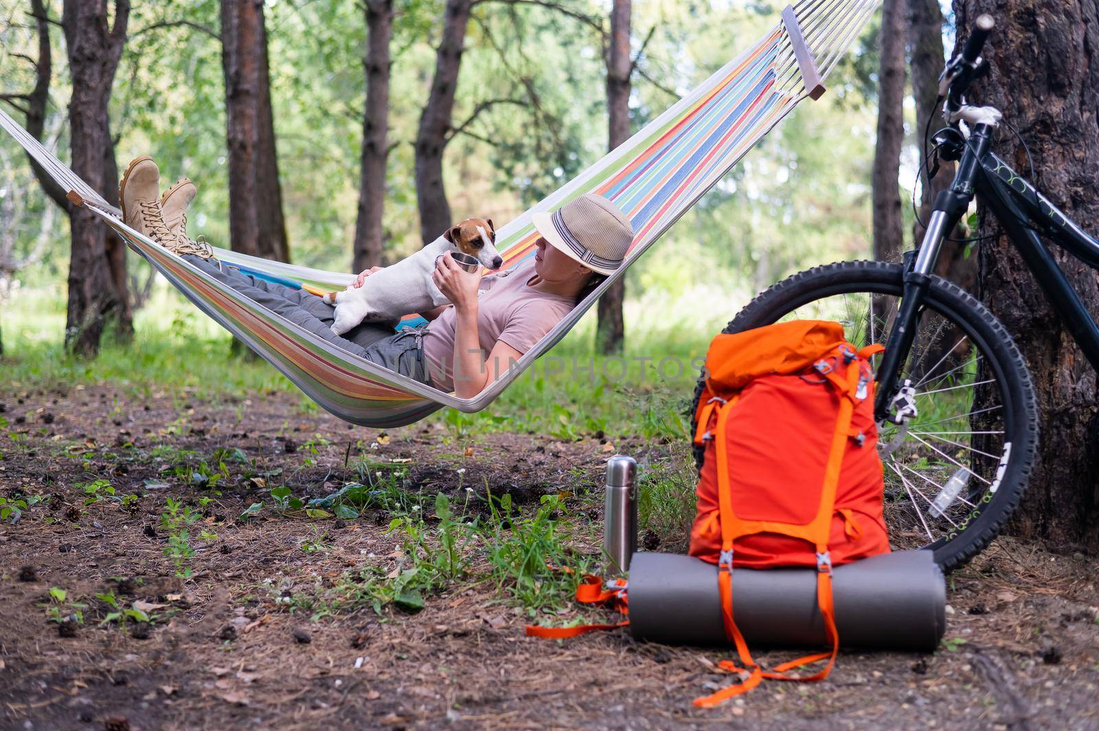 Caucasian woman lies in a hammock with Jack Russell Terrier dog in a pine forest.