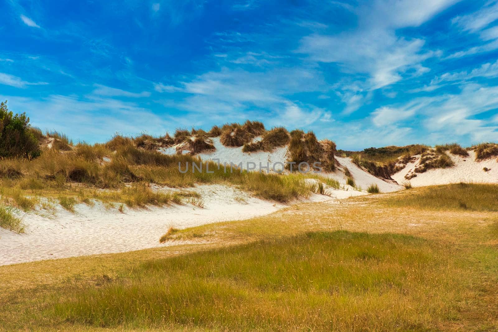 Texel Island - plants at the dune with blue sky and clouds by Bullysoft