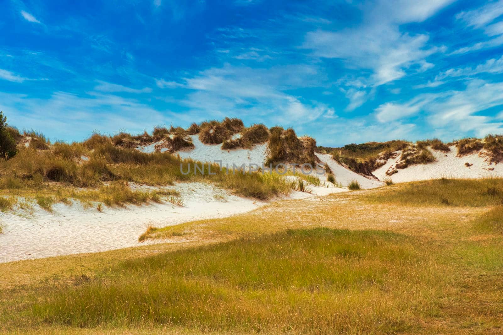 Texel Island - plants at the dune with blue sky and clouds by Bullysoft