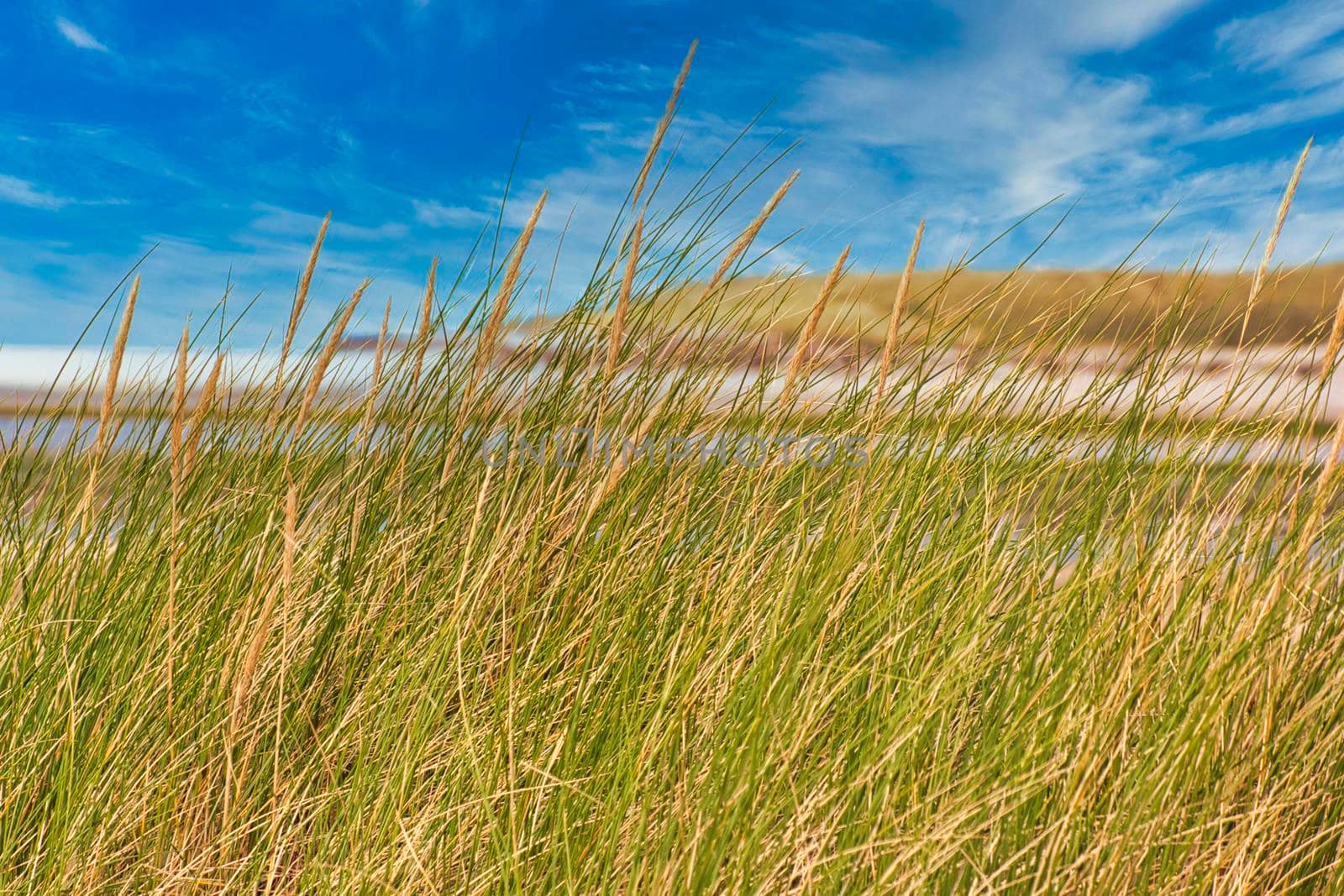 Island of Texel - Netherlands - plat on a dune with blue sky - no people