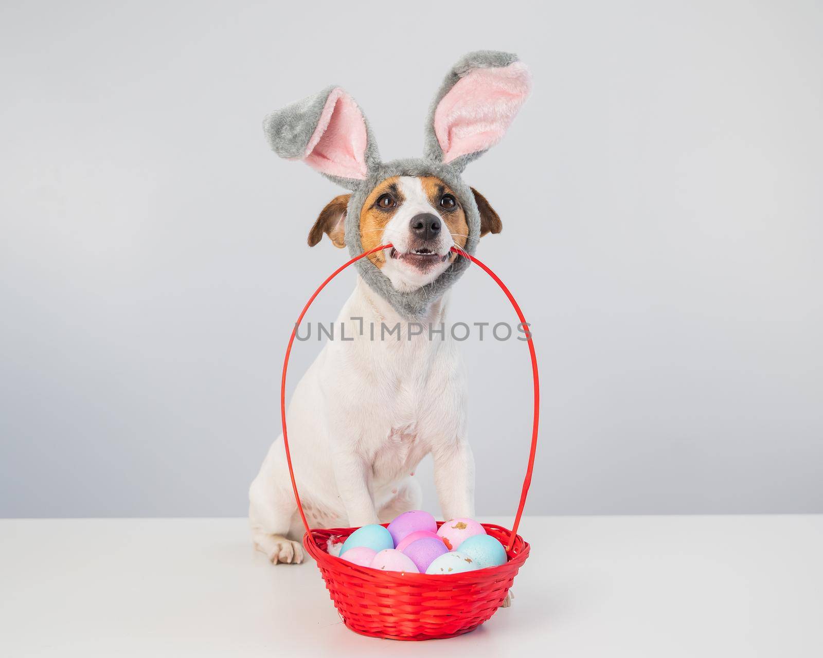 Cute jack russell terrier dog in a bunny rim next to holds a basket with painted easter eggs on a white background. by mrwed54