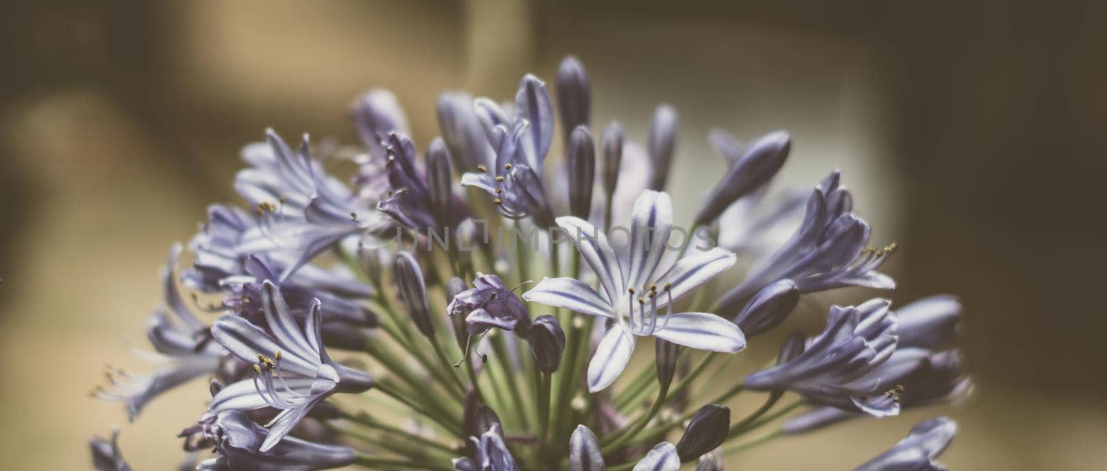 BANNER Real nature photo background. Macro close up Agapanthus purple inflorescence petal blue herb flower bloom garden plant. Study Botanic summer spring floral symbol tenderness Vintage pale matte by nandrey85