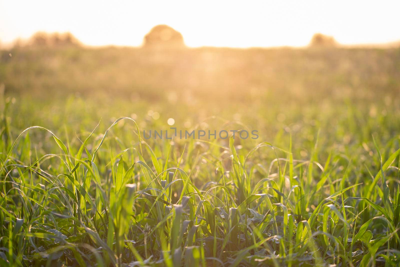 Green grass on the field illuminated by the sun. Ecological background.