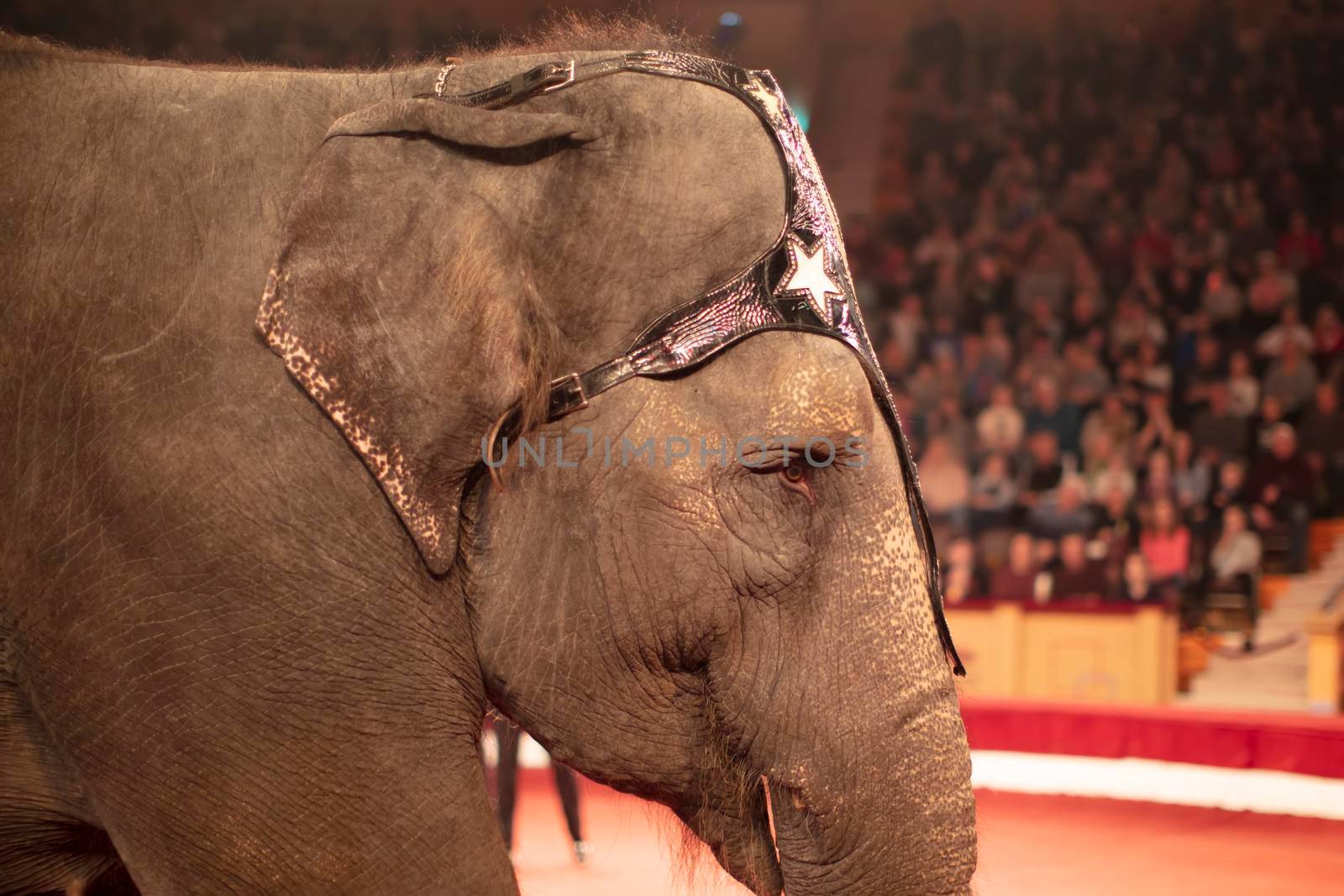 Part of the muzzle of a circus elephant against the background of blurred spectators. Animals in the circus.