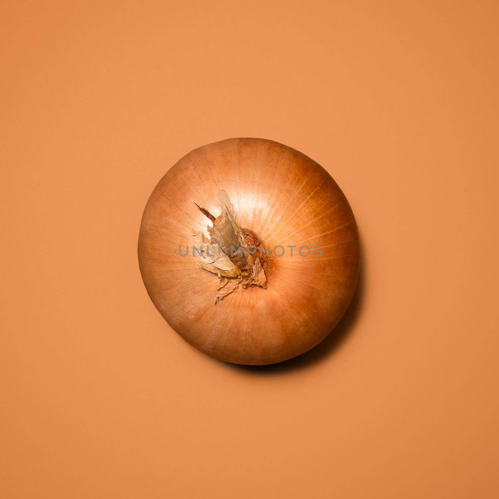 Shot of an onion against a studio background.