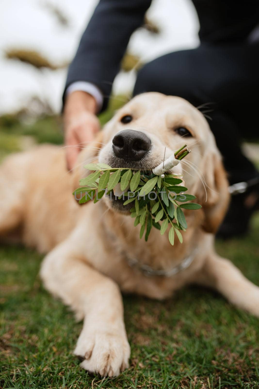 golden retriever dog at a wedding with a wreath around his neck