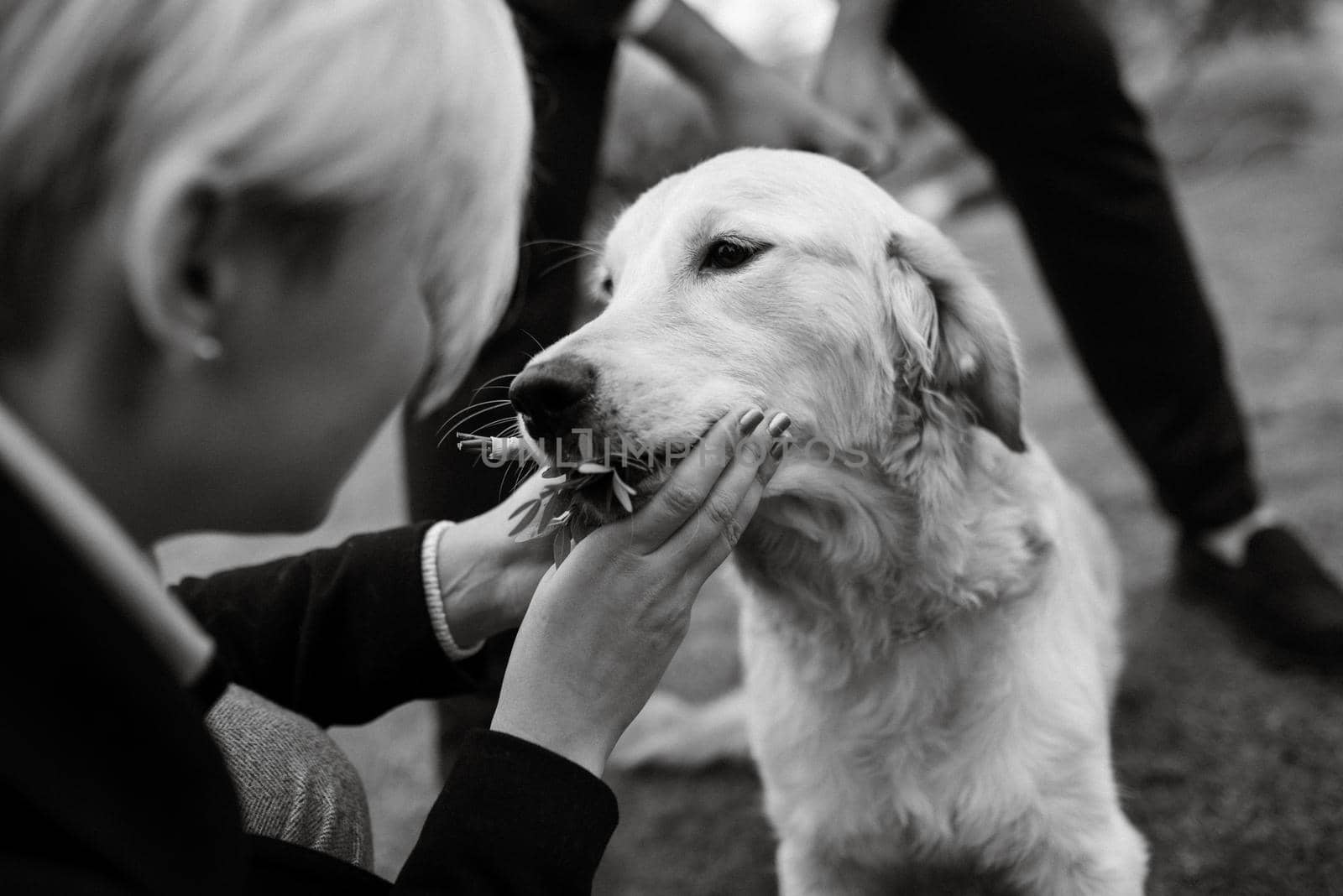 golden retriever dog at a wedding by Andreua