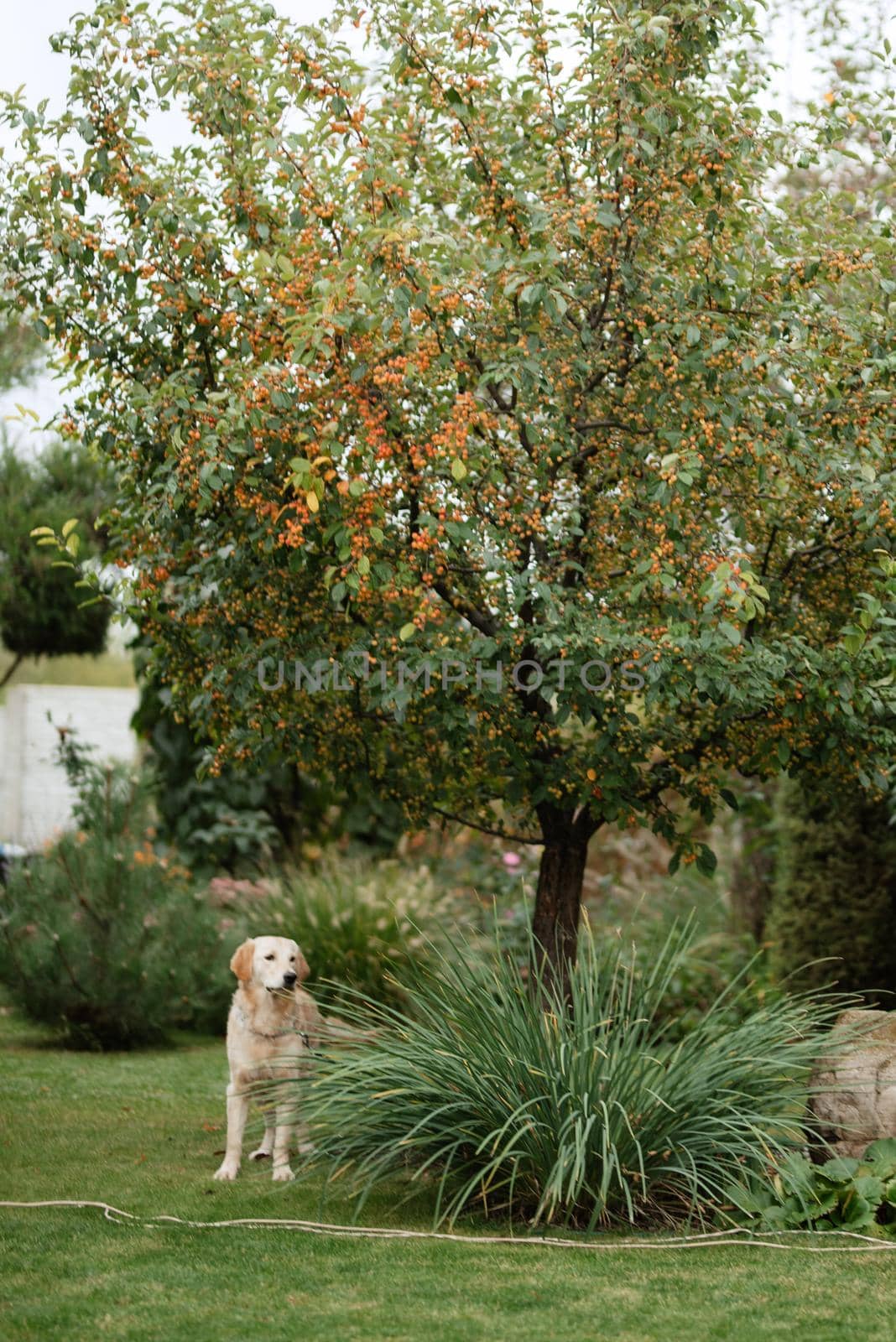 golden retriever dog at a wedding with a wreath around his neck