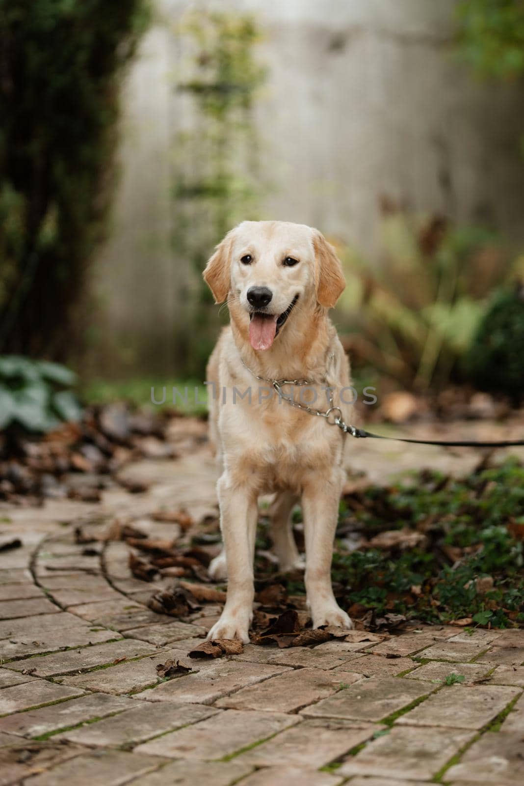 golden retriever dog at a wedding with a wreath around his neck