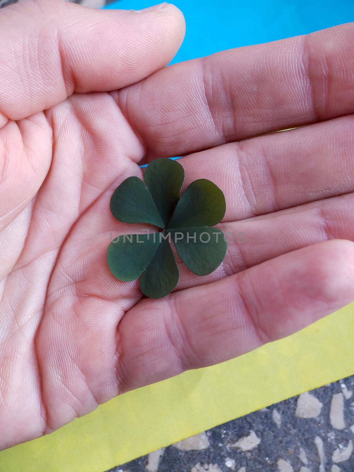 Green clover leaf in hand against the background of the Ukrainian flag.