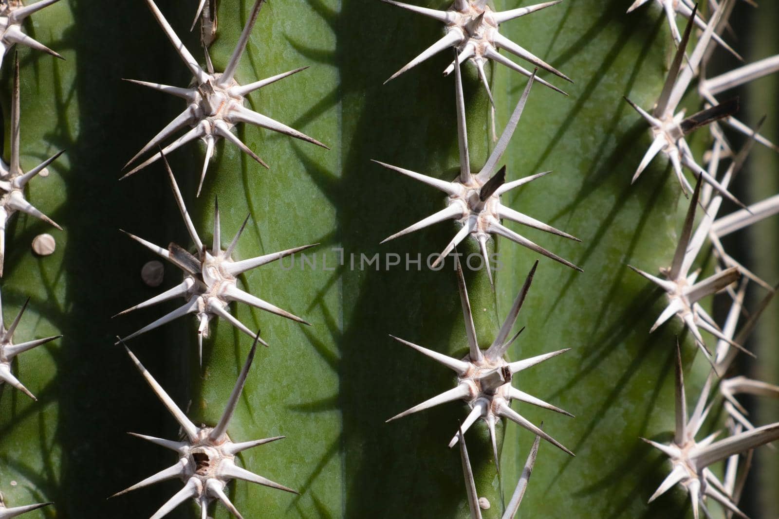 The texture of a green cactus with large needles. The background of nature