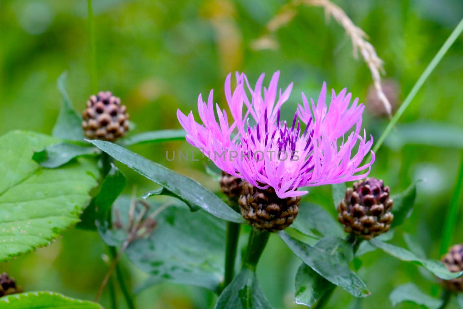 Close-up of a flowering cornflower in a green meadow. by kip02kas