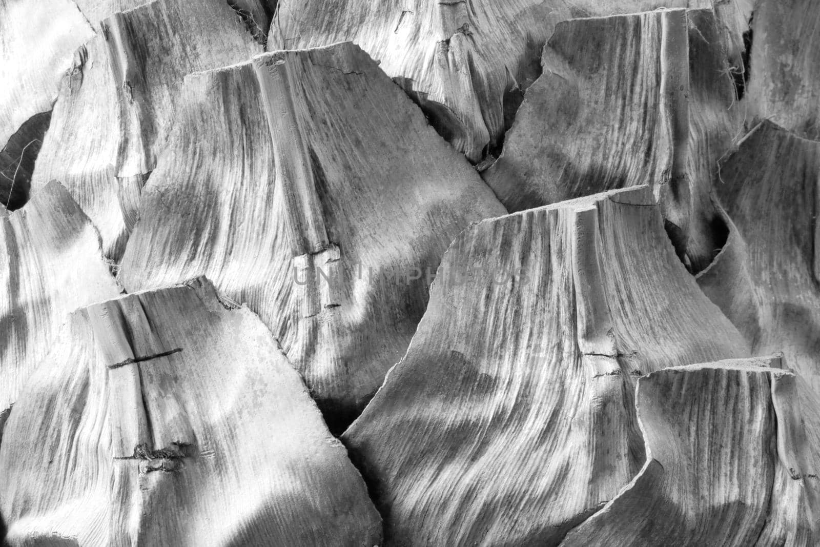 Black and white photo. The texture of the bark of the trunk of a banana tree