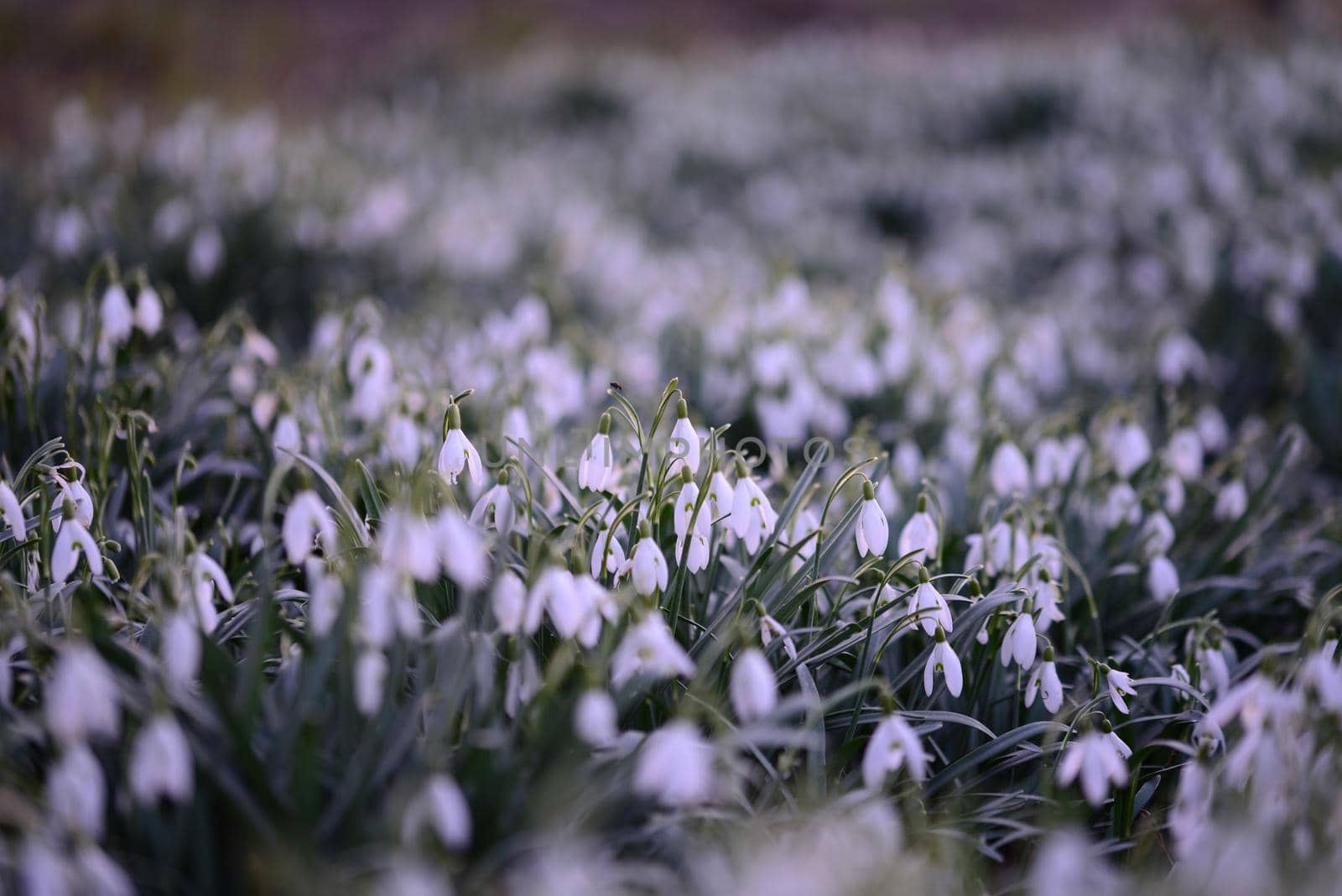 Snowdrop field - Galanthus - as a close up by Luise123