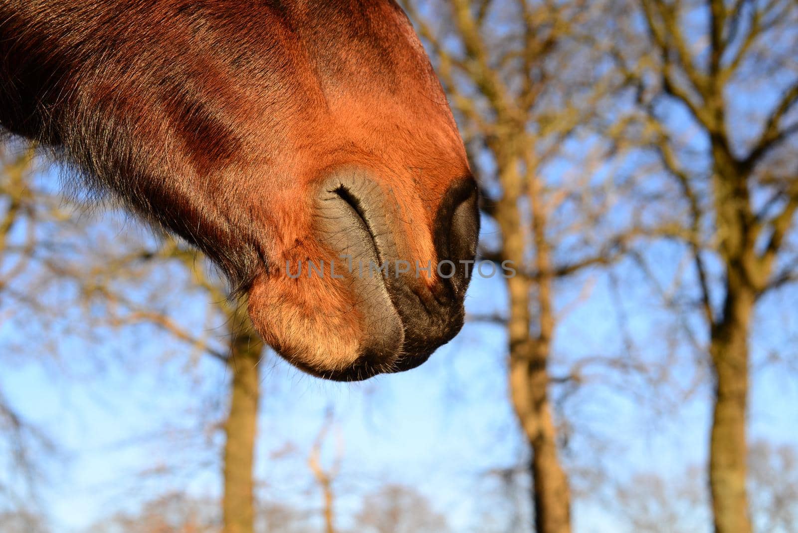 The mouth of a brown horse from the right side as a close up